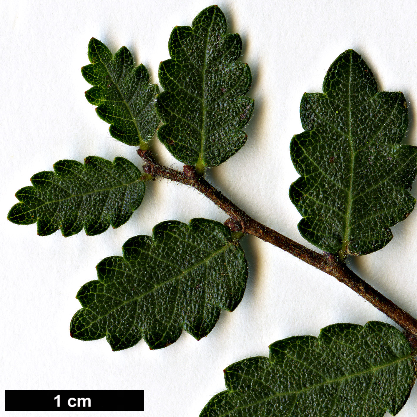 High resolution image: Family: Ulmaceae - Genus: Zelkova - Taxon: abelicea 